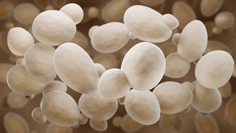 Baker’s Yeast