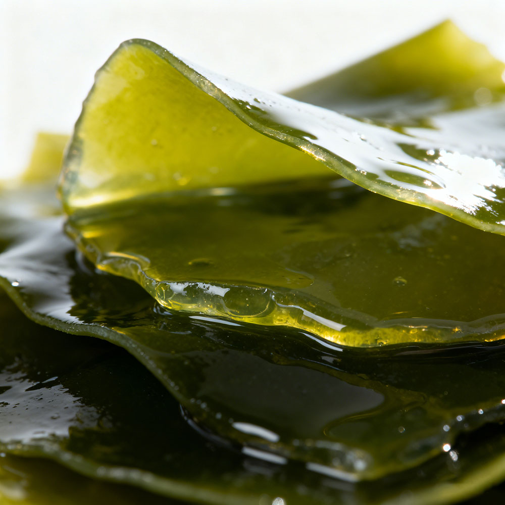 Transforming Seaweed into Extract